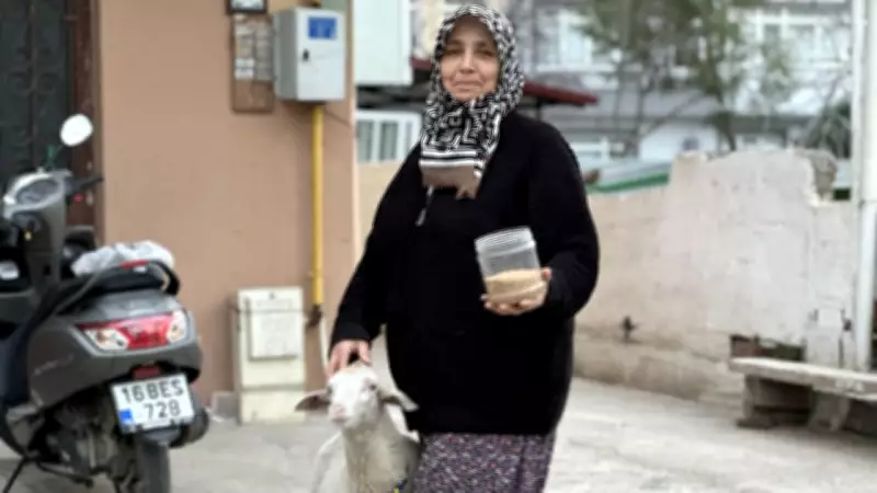 Bursa'da 'Çorap' Adlı Kuzu, Sahibiyle Pide Sırasına Giriyor