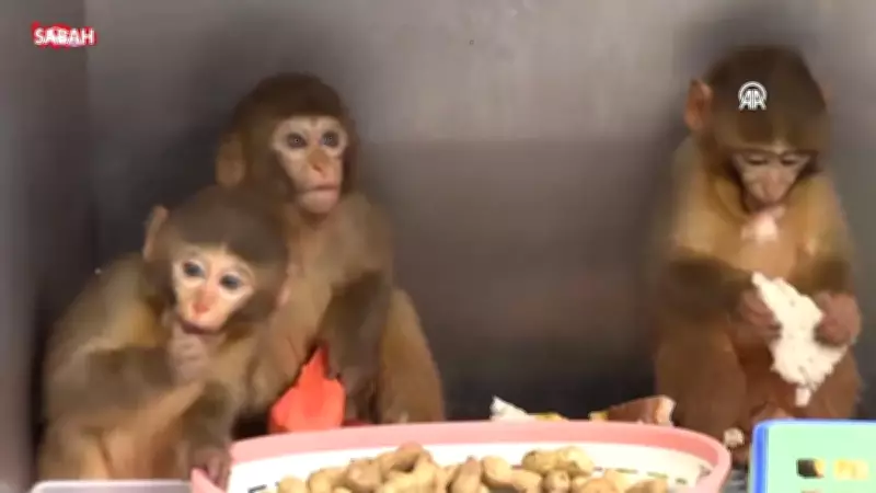 Bursa'da Polis Denetiminde Ele Geçirilen Makak Maymunu Yavrularına Özenli Bakım