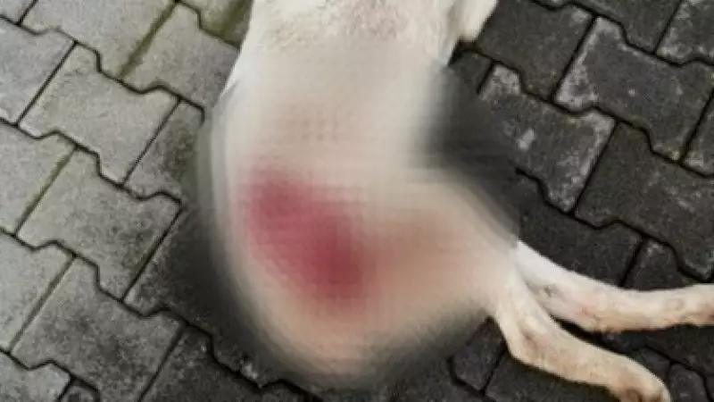 Bursa'da Sokak Köpeği Tüfekle Vurularak Öldürüldü: Şüpheli Kaçtı