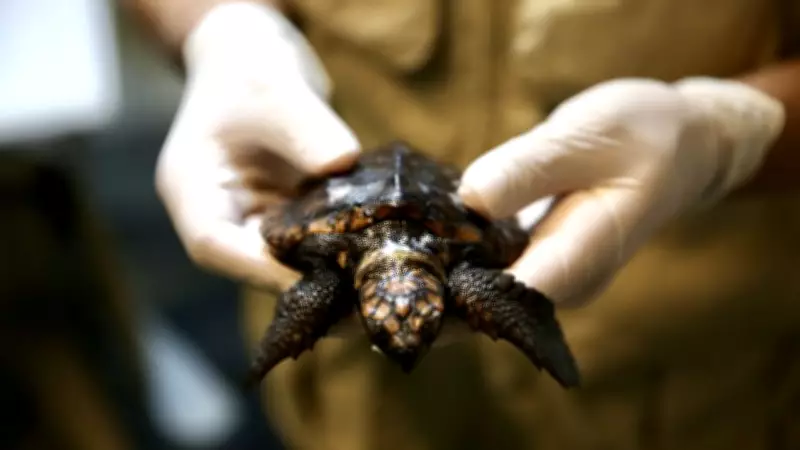 Caretta Caretta Yavrusu Arda'nın İyileşme Sürecinde DEKAMER'de Yoğun Mesai