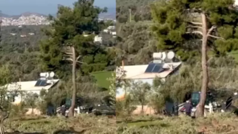 CHP'li Başkanın Zeytin Ağacı Katliamı: Miting Öncesi Skandal Ortaya Çıktı