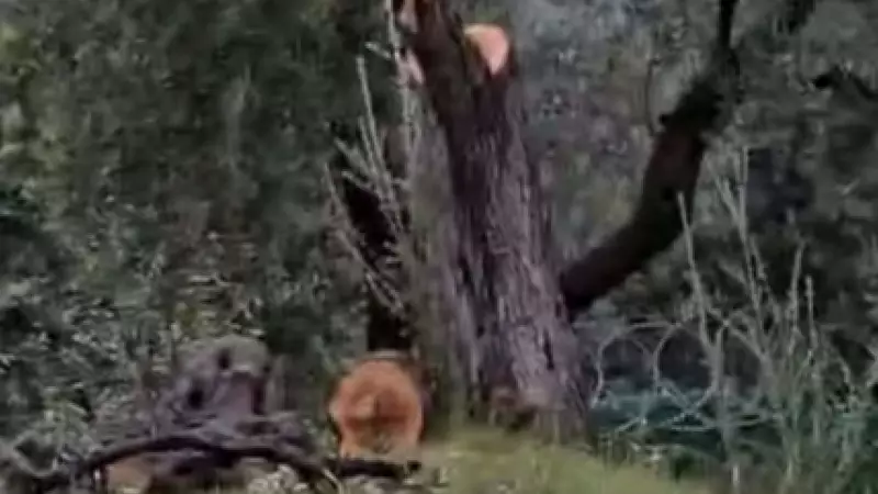 CHP'li Kılbey'e Zeytin Ağaçlarını Kestiği İçin 36 Bin Lira Para Cezası