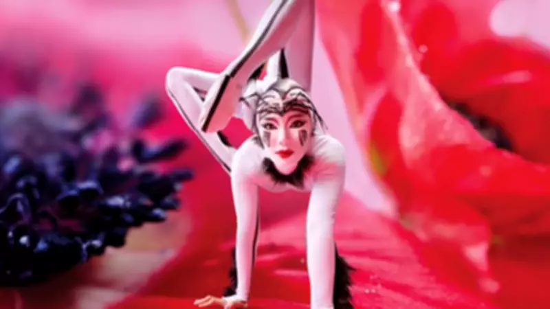 Cirque du Soleil 'OVO' Gösterisi ile 10 Yıl Sonra İstanbul'a Geliyor