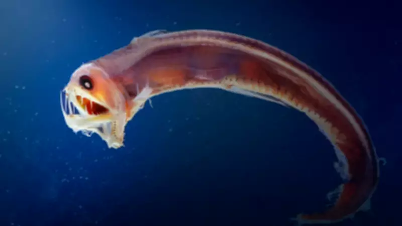 Derin Deniz Balıklarında Üçüncü Görme Hücresi Keşfedildi: Bilim Dünyası Şaşkın