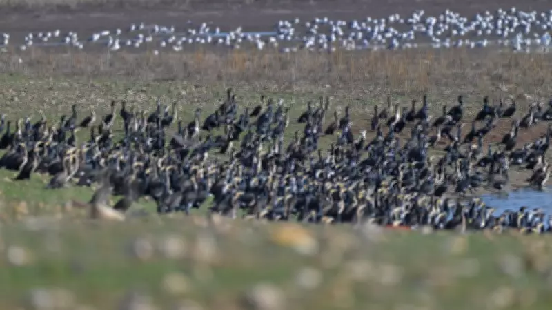 Diyarbakır'da Kabaklı Göleti'nde Binlerce Kuş Bir Arada Görüntülendi