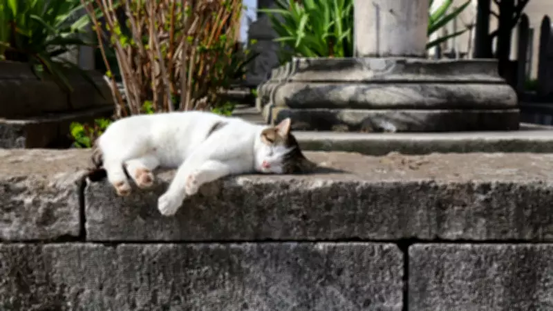 Dünya Kedi Nüfusu Sıralaması Açıklandı: Türkiye'nin Yeri Şaşırttı!
