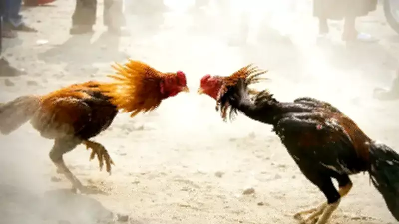 Dörtyol'da Horoz Dövüşü ve Kumar Operasyonu: 76 Kişiye 990 Bin Lira Ceza