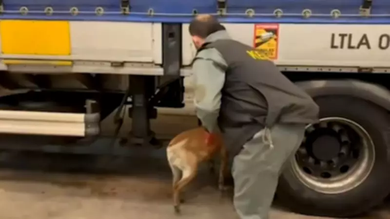 Edirne'de TIR'da 240 Kilogram Skunk Uyuşturucu Ele Geçirildi, 1 Şüpheli Yakalandı