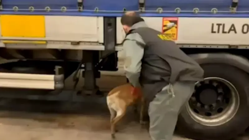 Edirne'de Tırda 240 Kilo Skunk Ele Geçirildi, Şüpheli Gözaltında