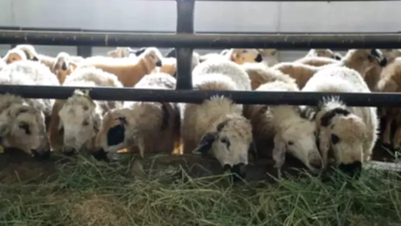 Elazığ'da Altı Köy Karantina Altına Alındı: Salgın Tedbirleri Sıkılaştırıldı