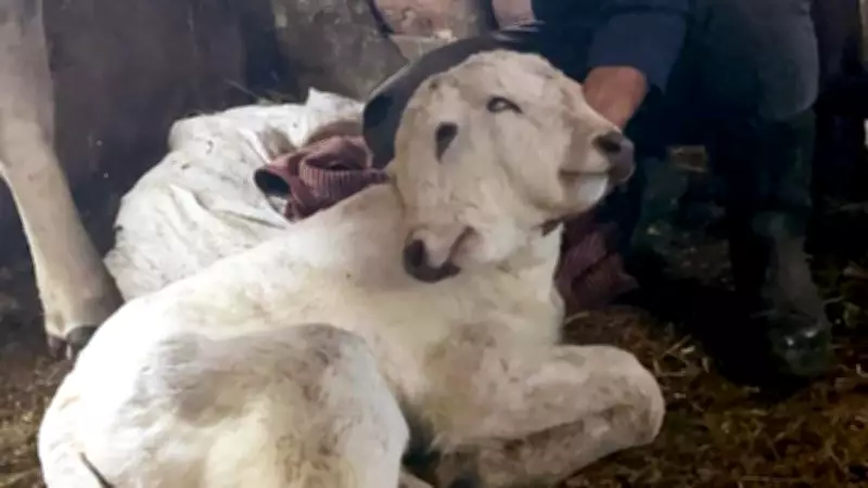 Erzurum'da Nadir Görülen Çift Başlı Buzağı Dünyaya Geldi