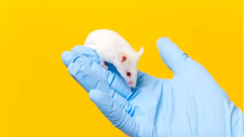 Farelerde Pankreas Kanseri Tedavisi Umut Verdi, Uzmanlar Temkinli