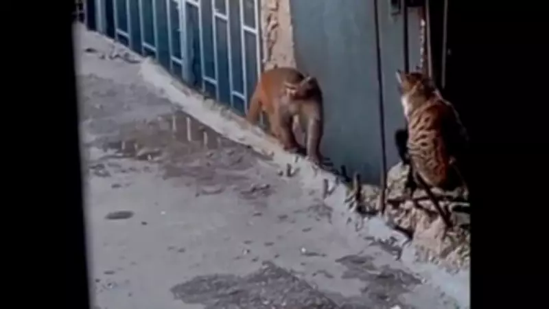 Fikirtepe'de Yasaklı Rhesus Makak Maymunu Kaçtı ve Yakalandı