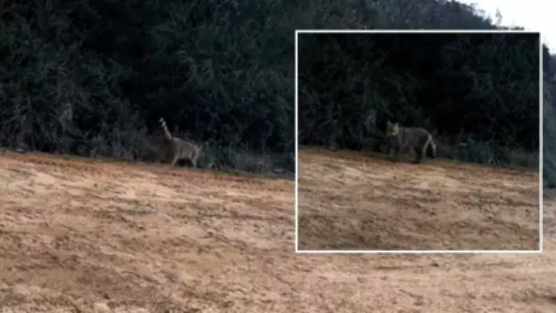 Ganos Dağları'nda Nadir Yaban Kedisi Fotokapanla Görüntülendi