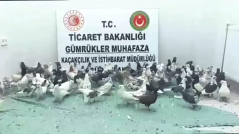 Gümrükte 85 Bin Canlı Hayvan Ele Geçirildi, 32,5 Milyon Liralık Kaçak Engellendi