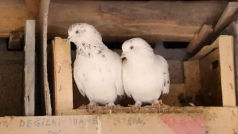 Hakkari'de 20 Yıldır Evinin Damında 3 Irktan 50 Güvercin Besliyor