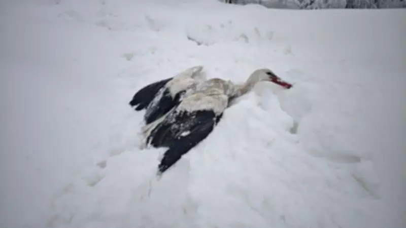 Hakkari'de Yuvasından Düşen Leylek, Burhan Yalçın'ın Yardımıyla Kurtarıldı