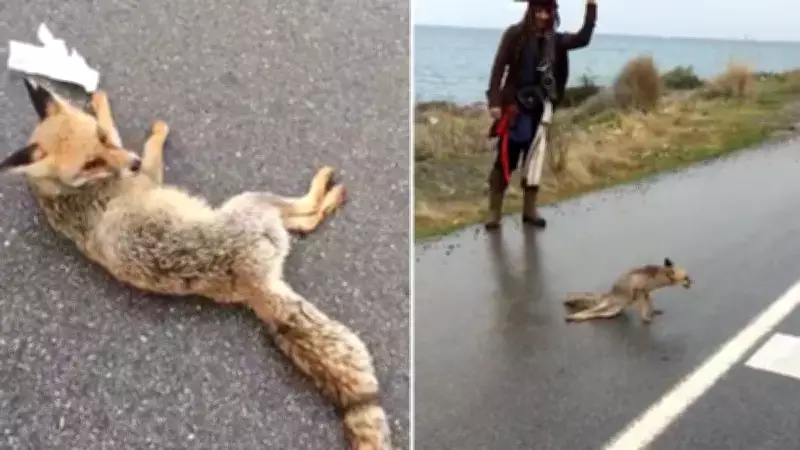 Hatay'da Yaralı Bulunan Tilki, Tedavi Altına Alındı