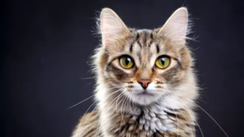 Kanser Tedavisinde Kedi Dönemi: Patili Dostlar Genetik Şifre Anahtarı Olabilir