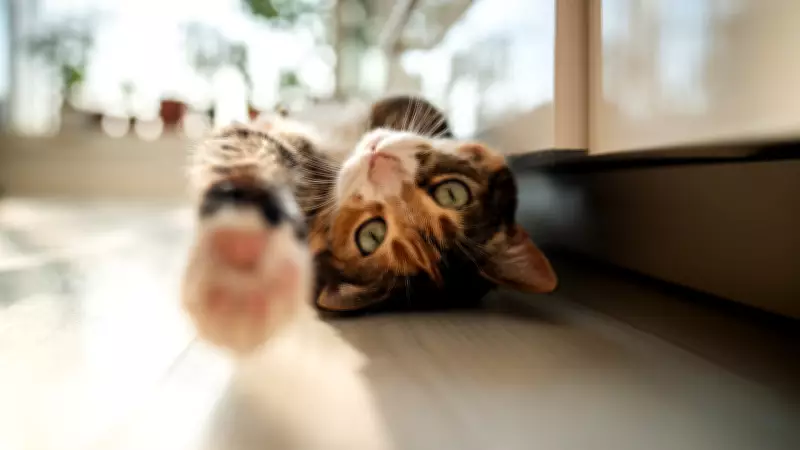 Kanser Tedavisinde Yeni Umut: Evcil Kedilerin Genetiği İnsanlara Işık Tutuyor