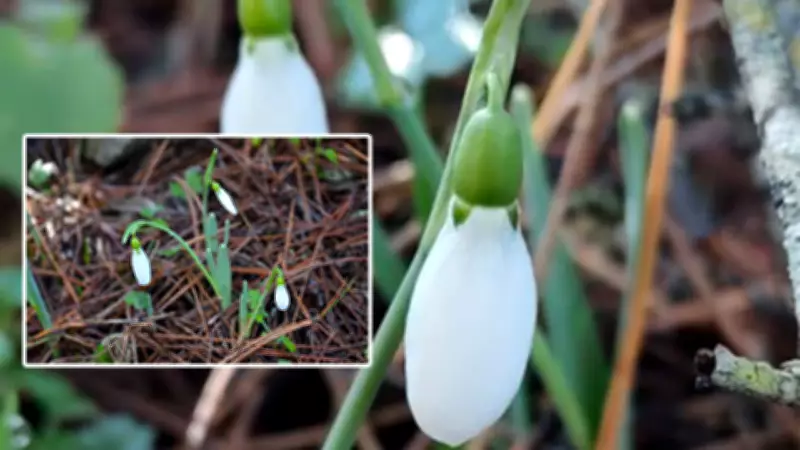 Kardelen Koparmanın Cezası 699 Bin 245 TL'ye Yükseldi: 5 Yılda 7 Kat Arttı