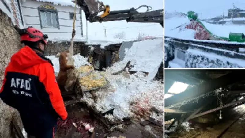 Kars'ta Kar Yüküne Dayanamayan Ahırlar Çöktü: 4 Büyükbaş Hayvan Hayatını Kaybetti
