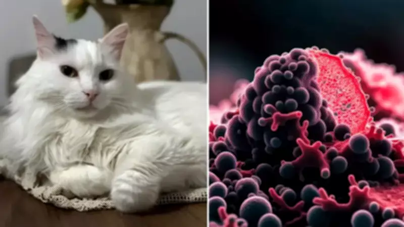 Kedi Kanseri Araştırması İnsan Tedavisi İçin Umut Oldu
