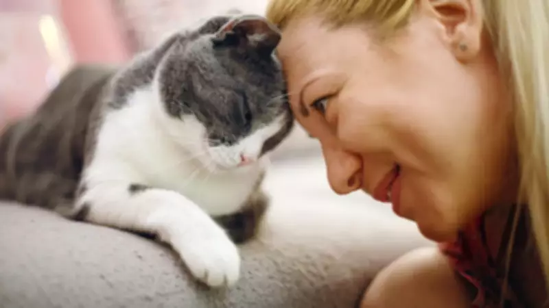 Kedilerdeki Kanser Araştırması İnsan Tedavisi İçin Umut Oldu