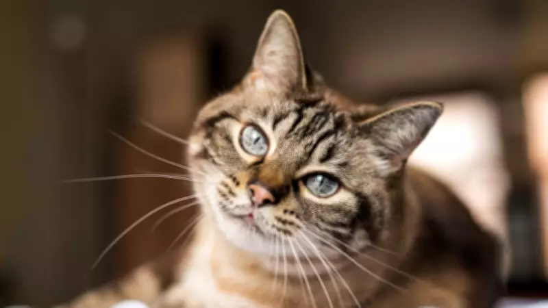 Kedilerin Gizli Radar Sistemi: Bıyıkların Şaşırtıcı İşlevleri ve 8 İlginç Bilgi