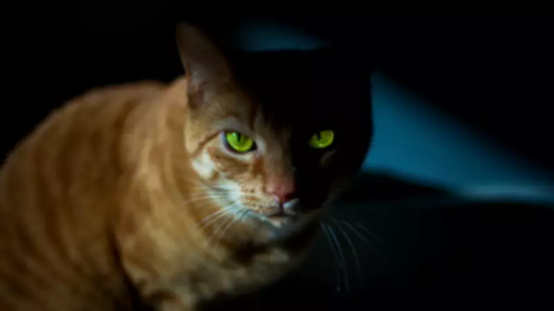 Kedilerin Karanlıkta Parlayan Gözlerinin Bilimsel Sırrı ve Teknolojik İlhamı