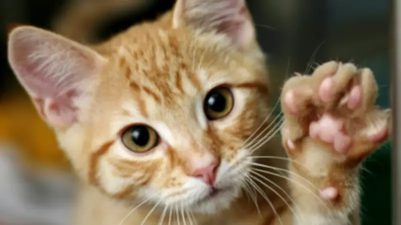 Kedinizin Beynini Anlamak: Sağlak mı Solak mı Olduğunu Pratik Yolla Keşfedin