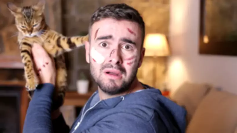 Kedinizin Mırlarken Isırmasının Şaşırtıcı Sırrı: Okşama Kaynaklı Agresyon