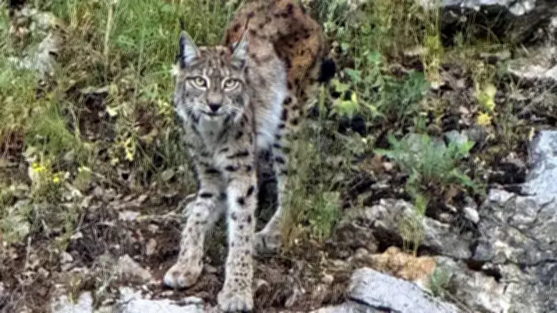 Kemaliye'de 'Ormanın Hayaleti' Olarak Bilinen Vaşak Görüntülendi