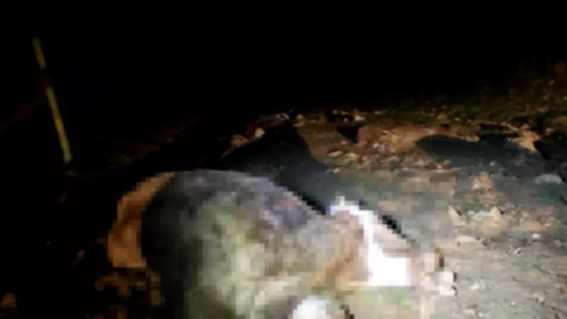 Kırşehir'de 13 Hayvan Ölü Bulundu: Su Hattı Üzerinde Keşfedildi