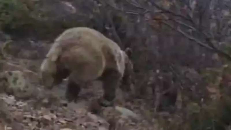 Kuş Gözlemcisinin Ayıyla Karşılaşma Anı: Soğukkanlılık Hayat Kurtardı