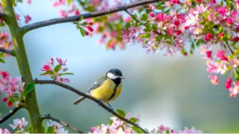 İlk Cemre Ne Zaman Düşecek? 2026 Yılı Cemre Takvimi Açıklandı