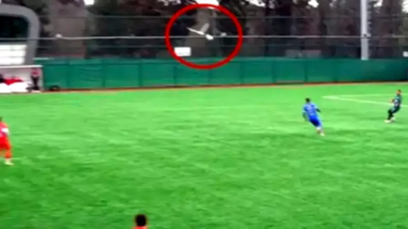 Maç Sırasında Topun Çarptığı Martı, Kaptanın Kalp Masajıyla Hayata Döndürüldü