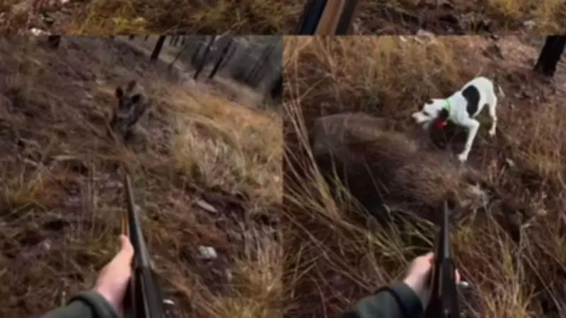 Mersin'de Avcıyı Yaban Domuzu Saldırısından Son Anda Ateş Kurtardı