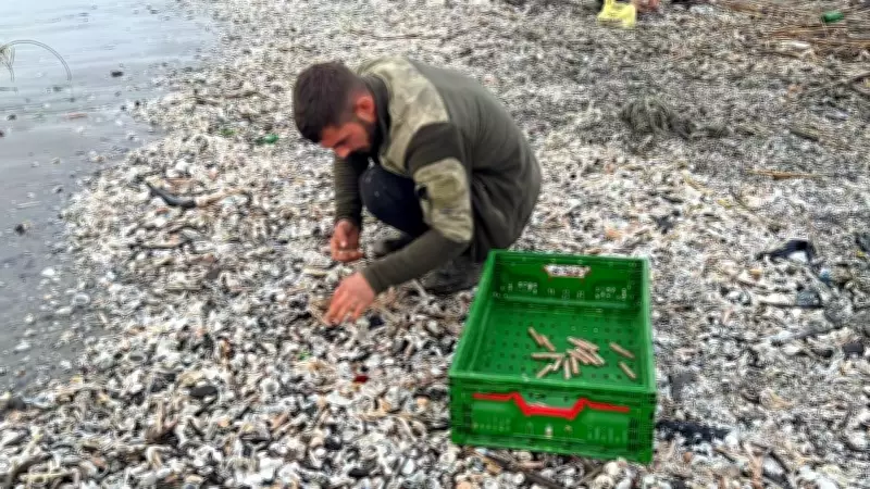 Mersin'de Fırtına Sonrası Sahil Kargı Midyesiyle Doldu, Balıkçılar Yem İçin Topladı
