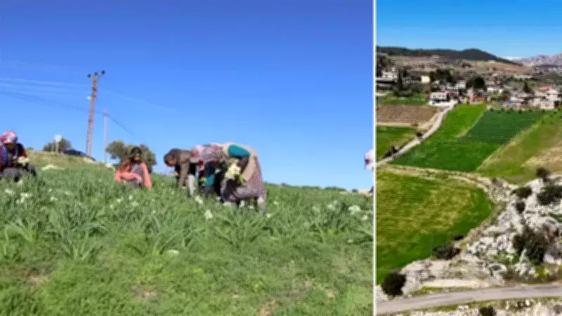 Mersin'de Nergis Üretimi Patladı: Atıl Araziler Gelir Kapısı Oldu