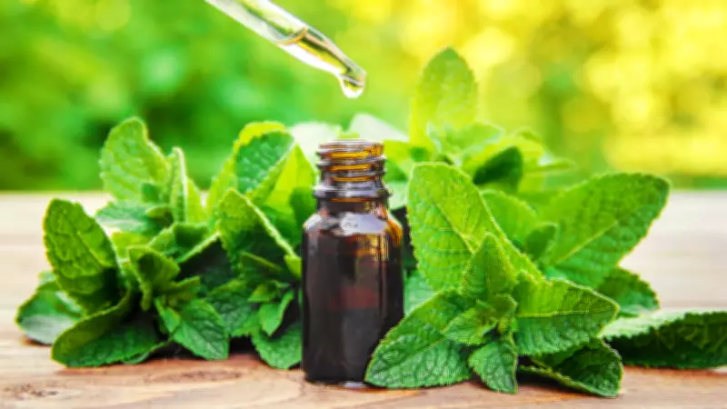 Migrene İyi Gelir Mi? Nane Yağının Şaşırtıcı Etkisi ve Doğru Kullanımı