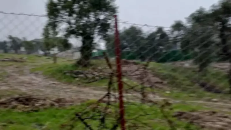 Milas'ta Zeytin Ağaçlarının Kesilmesi: CHP İlçe Başkanına Ceza Uygulandı