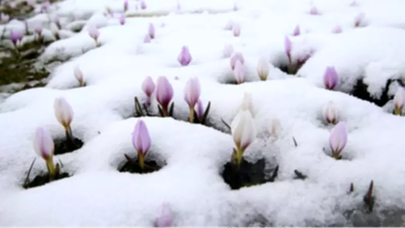 Muş Ovası'nda Baharın Habercisi Çiğdemler Kar Altında Kaldı