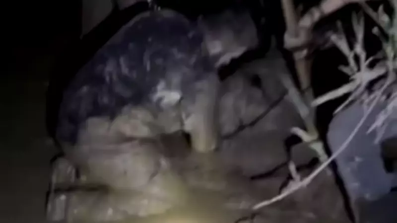 Muğla'da Çamura Saplanan 30 Koyun Kurtarıldı, 2 Koyun Hayatını Kaybetti