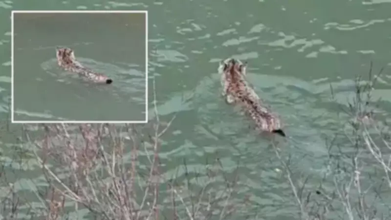 Nesli Tehlike Altındaki Vaşak, Artvin'de Bir Çay Bahçesinde Görüntülendi