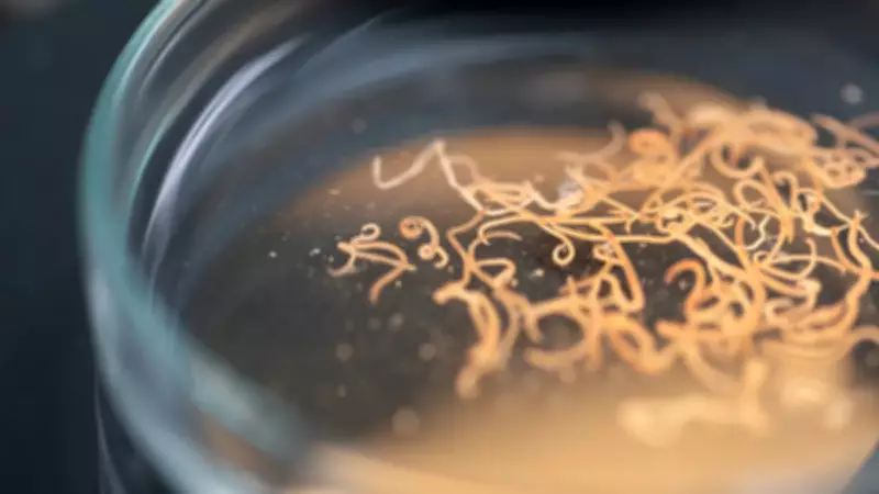 İnsan Beyninde İlk Kez Görülen Parazit: Piton Yılanı Kaynaklı Solucan