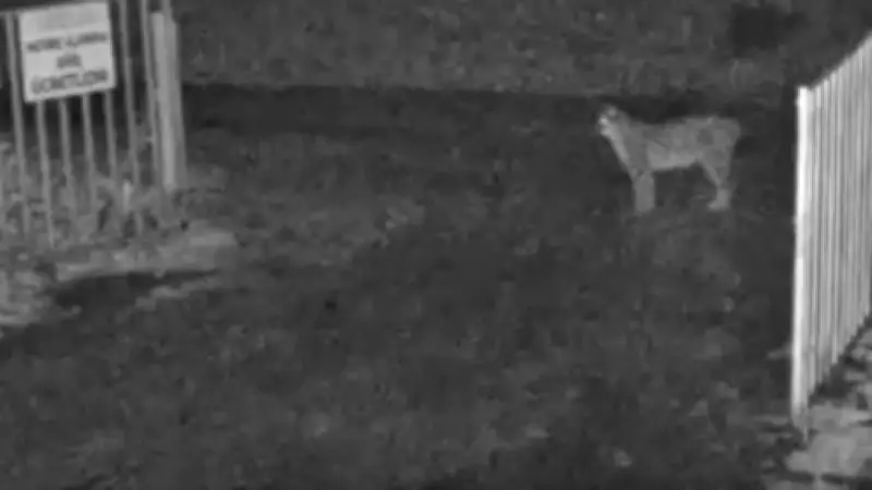 Çorum'da Nadir Avrasya Vaşağı Güvenlik Kamerasına Yakalandı