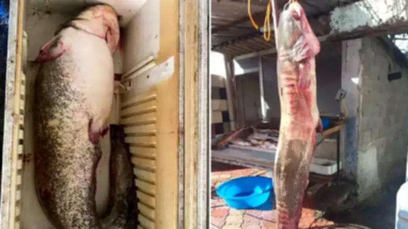 Osmaniye'de Dev Av: Balıkçılar 98 Kiloluk Yayın Balığı Yakaladı