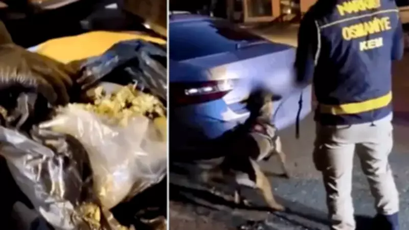 Osmaniye'de Otoyol Kontrolünde 36 Kilo Skunk Ele Geçirildi, İki Şüpheli Tutuklandı