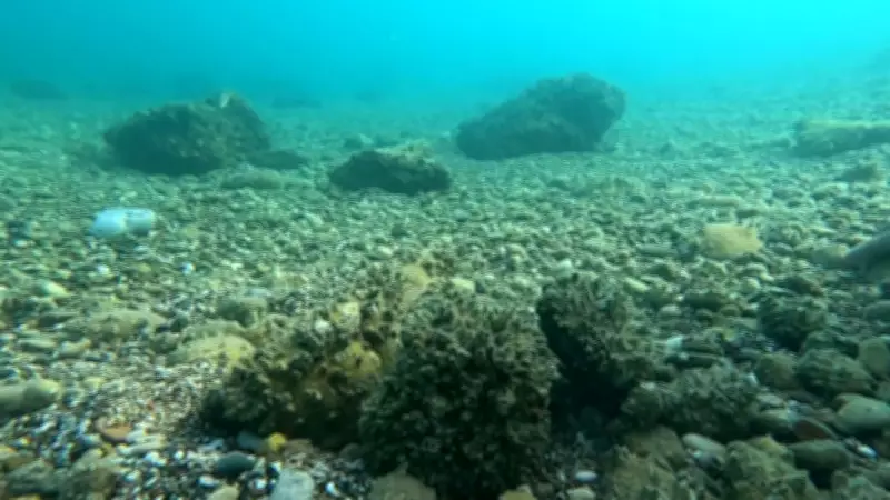 Prof. Dr. Mustafa Sarı'dan Kritik Uyarı: Marmara'da Deniz Kestanesi Avcılığı Durdurulsun